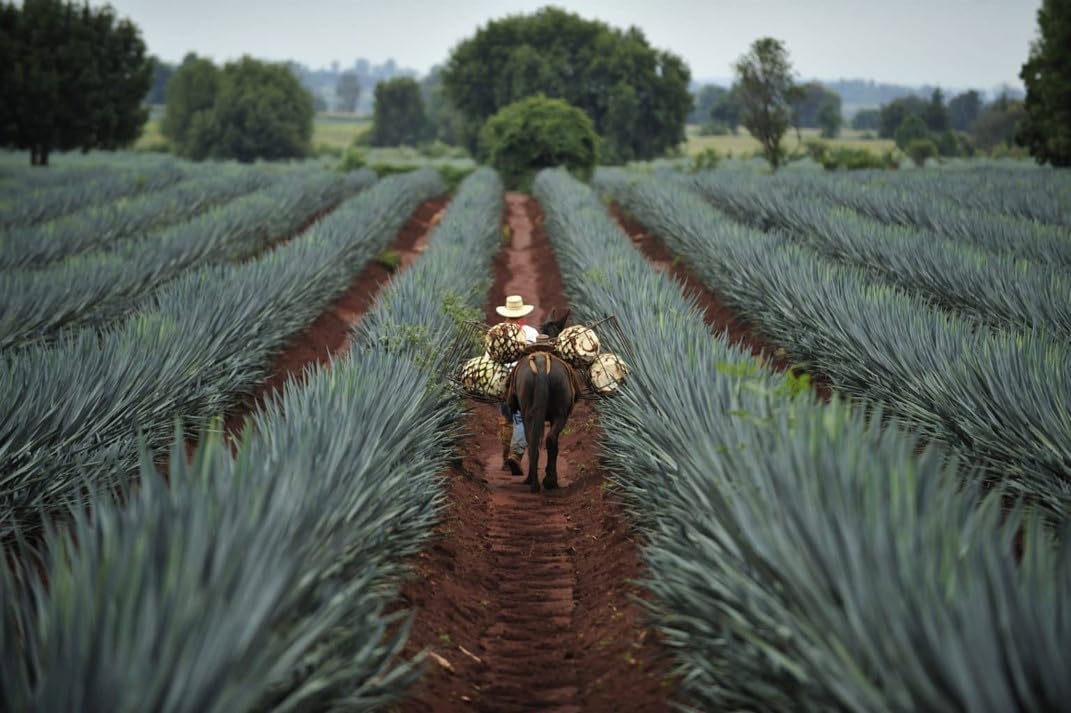 Tequila Herradura Plata 950 ML
